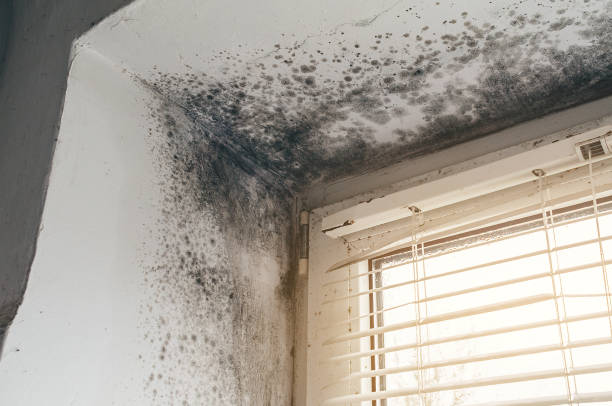 Trusted Attic Mold Removal service in Geneva, NY - Cheap Mold Removal